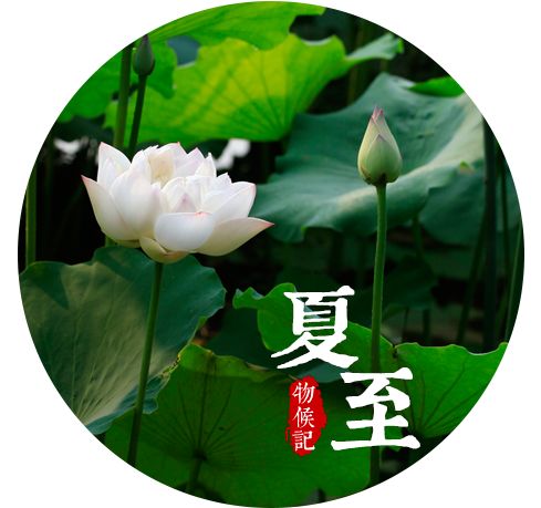 夏至日养生帖，教你如何健康度夏